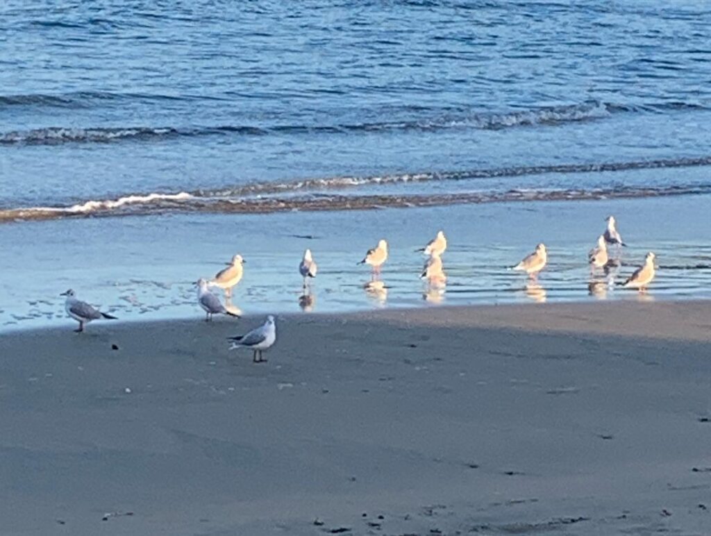 Herring Gulls in water at Perranporth Beach, Jan 2023